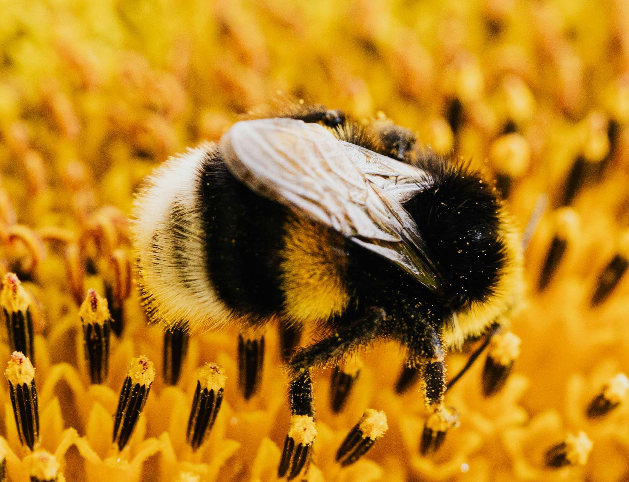 Hommel op een bloem