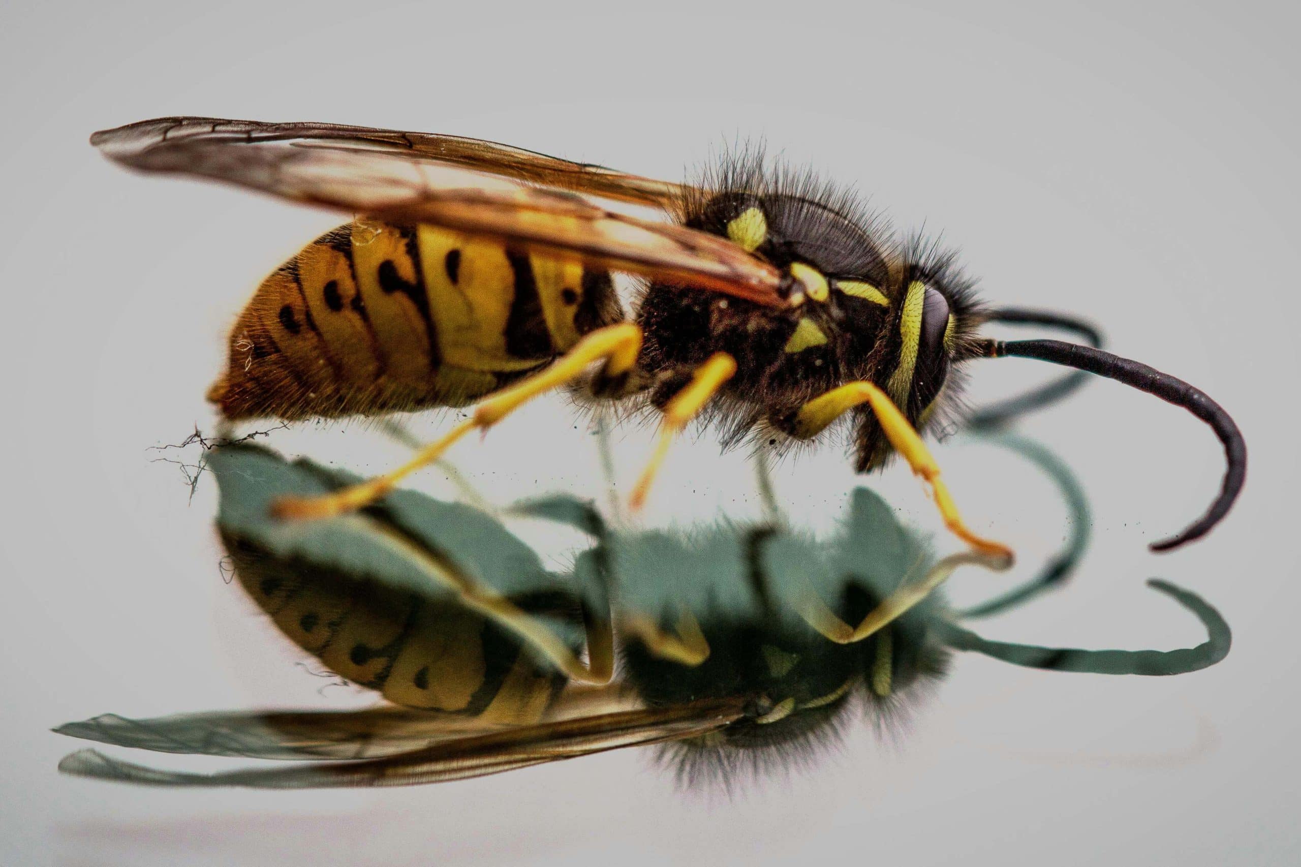 Close-up van een gewone wesp